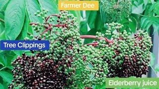 BENEFITS OF ELDERBERRIES amp Elderberry Products  Farmer Dee  Deatra Jones [upl. by Caddaric]