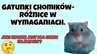 Jaki gatunek chomika wybrać Różnice w wymaganiach🐹 [upl. by Lladnek896]