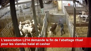 L’association L214 demande la fin de l’abattage rituel pour les viandes halal et casher [upl. by Aihsetan]