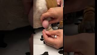 Lipoma in Dogs Fine Needle Aspiration by a Veterinarian [upl. by Loleta87]