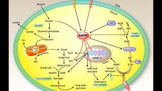 Is this molecule the cause of fibromyalgia symptoms [upl. by Niltak]