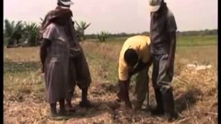 Maize Production Steps Including Application of Foliar Fertilizers Part I [upl. by Strickman]