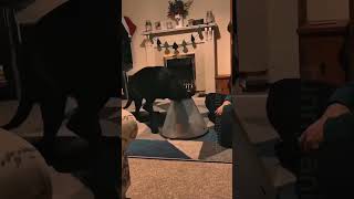 funny animals shorts video 145 🐱🐶😹😆😂🤣 funniest comedy cat dog shorts [upl. by Ravel]