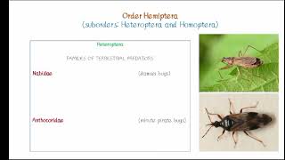 Order Hemiptera [upl. by Ttergram]