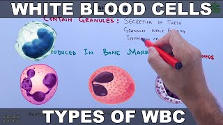 White Blood Cells  Leucocytes [upl. by Oicnanev19]