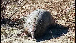 Extremely Rare Pangolin Sighting  Almost close to Being Extinct  6 October 2024 [upl. by Ruthann505]