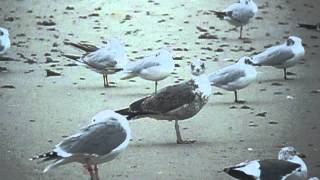 Putative Azorean Yellowlegged gull 3cy Peniche Portugal [upl. by Haonam]