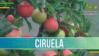 Importancia y Beneficios del Cultivo de Ciruela TvAgro por Juan Gonzalo Angel [upl. by Suiradal169]