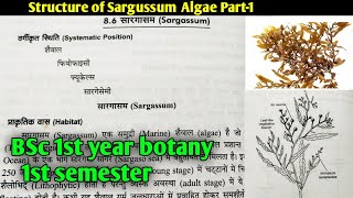 Sargassum algae structure part 1BSc 1st year Botany1st semester Microbiology and plant pathology [upl. by Shena]