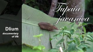 Horsfields treeshrew Tupaia javanica  part 1 [upl. by Sair]