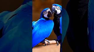 Dancing Macaw Parrot and zebra parrot relaxing nature wildlife [upl. by Fahey]