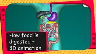 Science  How food is digested  3D animation  English [upl. by Notak]