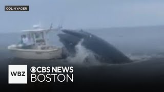 Whale capsizes boat off coast of New Hampshire [upl. by Myra]