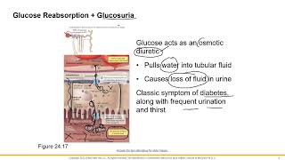 Nephron Physiology 2 [upl. by Yajnas]