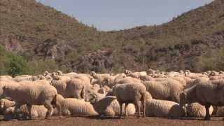 Sheep Special  Americas Heartland Episode 911 [upl. by Otrebire975]