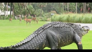 Massive alligator takes casual stroll through South Carolina golf course [upl. by Myca]