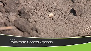 Rootworm Control Options From Ag PhD Show 1178  Air Date 11120 [upl. by Eenattirb750]