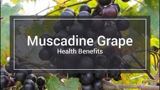 10 Muscadine Grape Health Benefits [upl. by Attenrad]