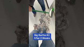 Big Bertha 2 Cleanout bigbertha laundry [upl. by Nahc]