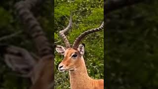 ANTILOPEIDAE SAVANNAH TEMS MALE IMPALA [upl. by Leissam]