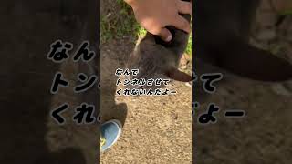 【猫好き必見‼️】猫トンネル開通式 cat ねこ癒やし ねこ 癒し 猫 ネコ [upl. by Benedicto]