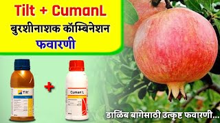 Tilt  CumanL fungicide Combination  डाळिंब बागेसाठी टिल्टकुमान L फवारणी कॉम्बिनेशन [upl. by Licastro]