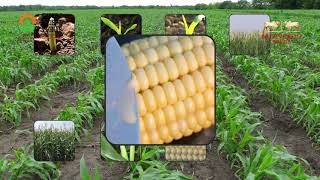 Hindi language MaizeCorn improved package of practices video by Nuziveedu Seeds Limited [upl. by Beall]