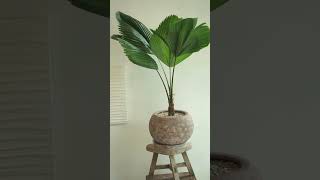 Licuala grandis HWendl 🌴 부채야자 indoorplants homegardening [upl. by Liatrice]