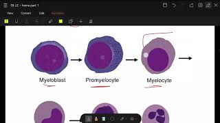 hematopoiesis part 2 extra [upl. by Phina]