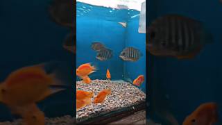 😱🐟First time green chromideparrot fishesaquariumshorts subscribe [upl. by Cindee]