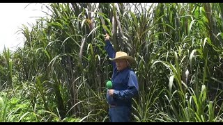 P299 La cosecha de agua y los pastos en un rancho [upl. by Ennaeel210]