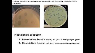 Seymourbenzer experiment complementation cistrans test part 1 [upl. by Gathard]