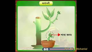 PLANT HORMONE CH 11 LIFE SCIENCE CLASS 10 IN BENGALI [upl. by Eilssel298]