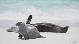 Wildlife in Galapagos Islands in 4K [upl. by Faux]