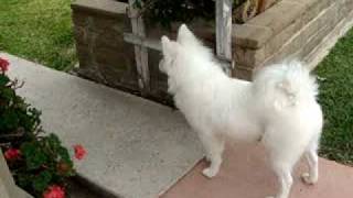 American eskimo barking [upl. by Orit]