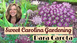 Daucus Carota Dara [upl. by Nikolas714]