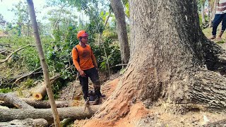 Half a century old cut down a trembesi tree near a sugar cane plantation [upl. by Schluter]