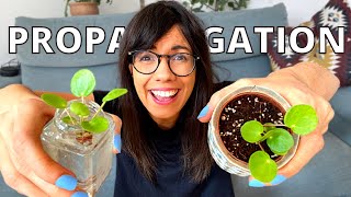 PILEA PEPEROMIOIDES PROPAGATION [upl. by Onidranreb]