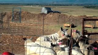 Raising Sheep amp Goats For Profit  Full Version [upl. by Odranar]