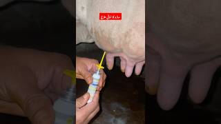 ساڑو کا شافیِ علاج  Mastitis treatment  cefeximine L spraymastitis animals vet cow farming [upl. by Cristina]