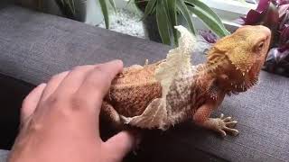 Bearded Dragon Sheds Skin In Large Volume  106950511 [upl. by Tterraj]