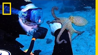 Cute Octopus Latches Onto Divers Arm  National Geographic [upl. by Angi]