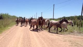 Parte de la caballada de Animales Sin Hogar camino al nuevo campo arrendado 27 de enero 2013 [upl. by Lajet]