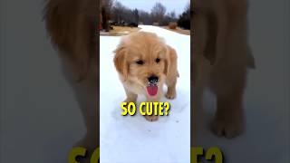 Why Golden Retrievers are so popular [upl. by Onahpets]