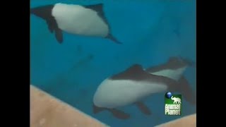 Thats My Baby  Betsey the Commersons Dolphin [upl. by Anaehr]