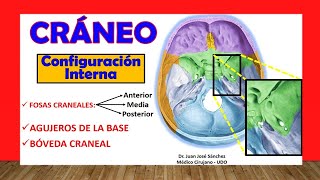 🥇 FOSAS CRANEALES Agujeros de la base del Cráneo Configuración Interna [upl. by Bruning]