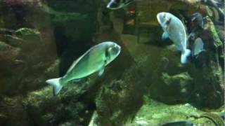 Gilthead Bream Sparus Aurata [upl. by Christianna]