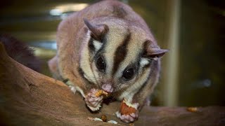 Kurzkopfgleitbeutler  Sugar Glider  Kolner Zoo Infrared Nightvision 2019 [upl. by Eivets822]