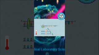 NGS Sanger Sequencing Method [upl. by Yeltnerb22]