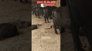 quotBanni BUFFALOquot The Pride of INDIA 7622027073 shorts cow dairyfarm [upl. by Ynamreg]